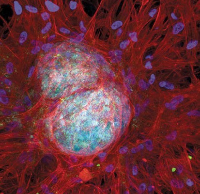 Image of cells 